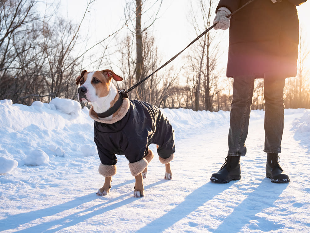 Pit Bull dog wearing a coat on leash with person in the snow