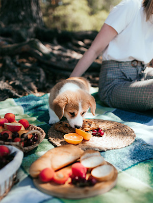 A young girl and her pet dog of the Welsh corgi Pembroke breed are relaxing on the beach and eating fruits, pastries and berries.
