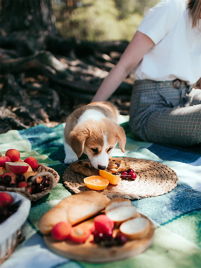 A young girl and her pet dog of the Welsh corgi Pembroke breed are relaxing on the beach and eating fruits, pastries and berries.