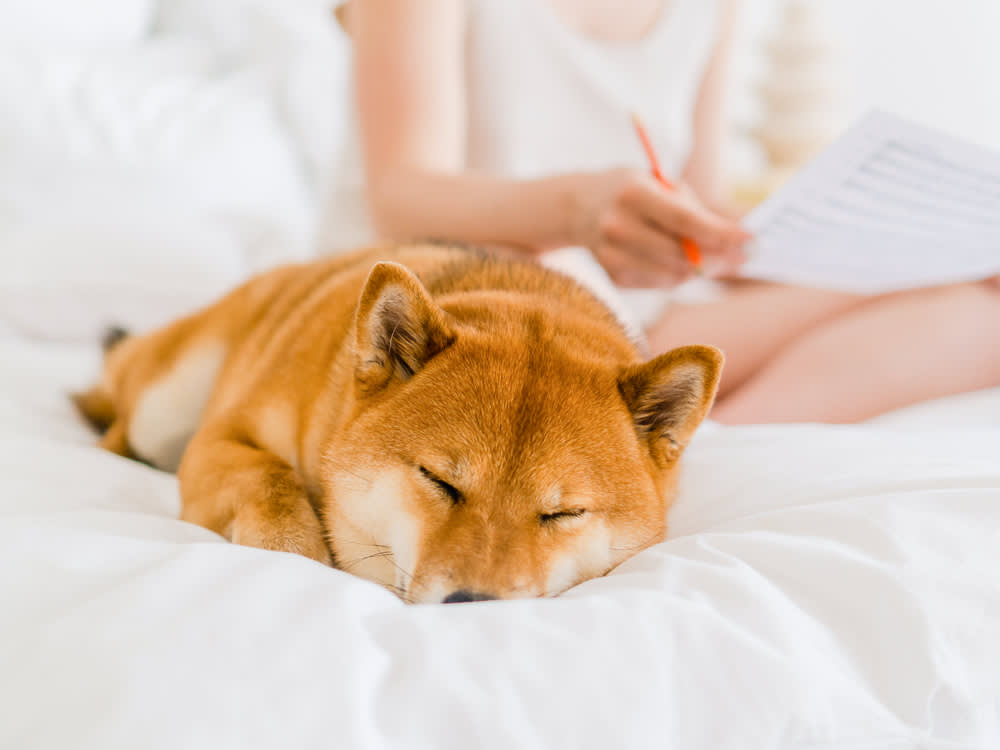 Shiba inu dog sleeping in bed