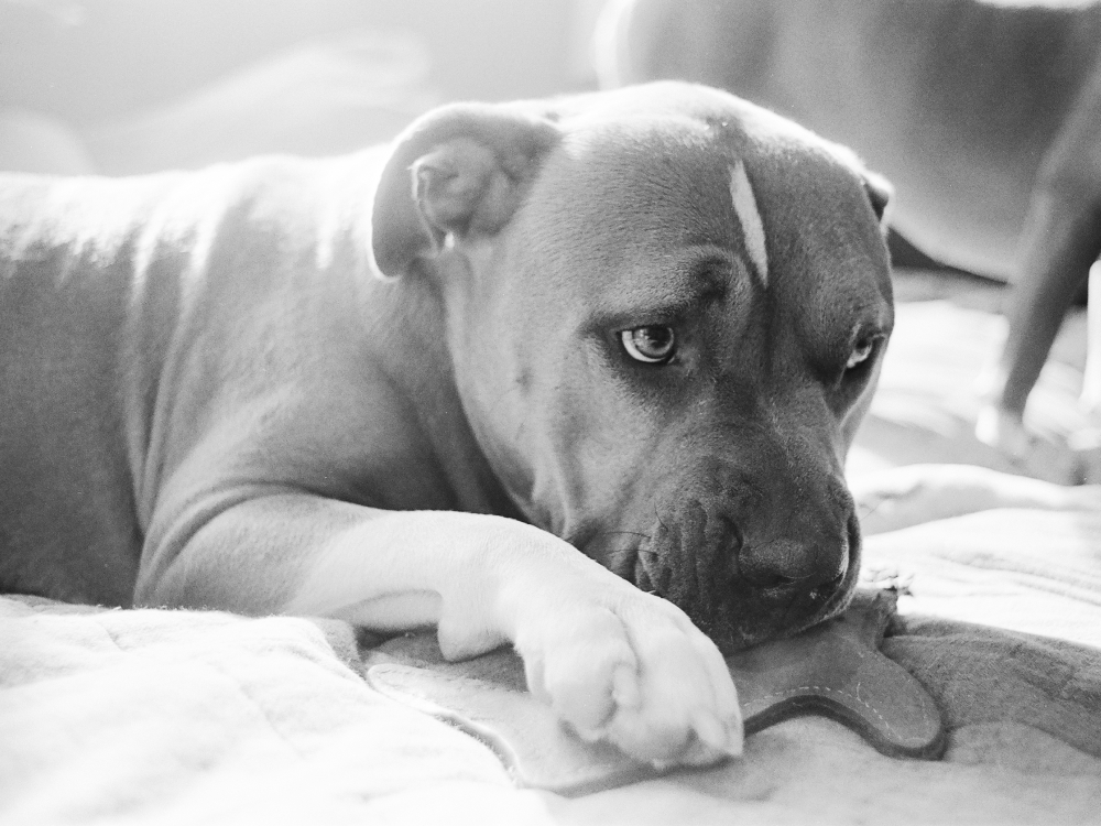 Taylour Paige's rescue Pit Bull