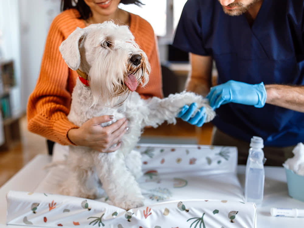 a dog receiving a vaccination 