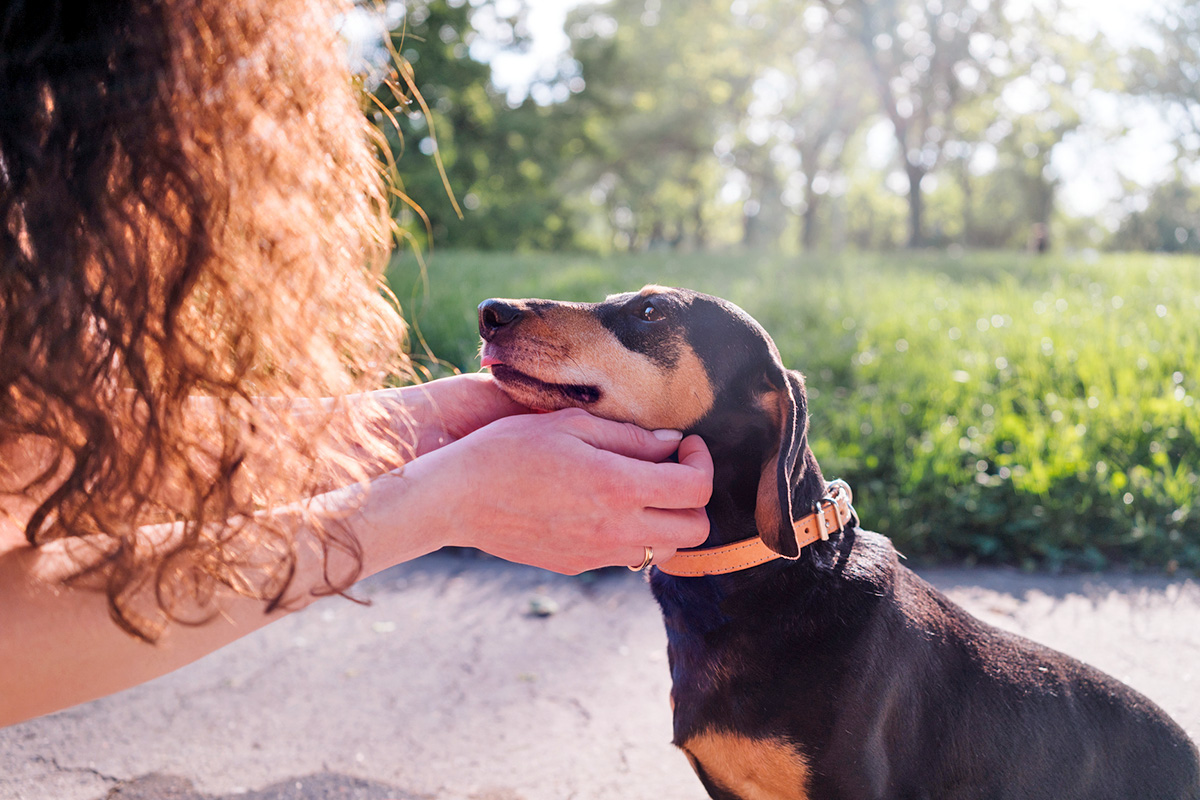 a pet parent holds their Dauchsund’s head in their hands