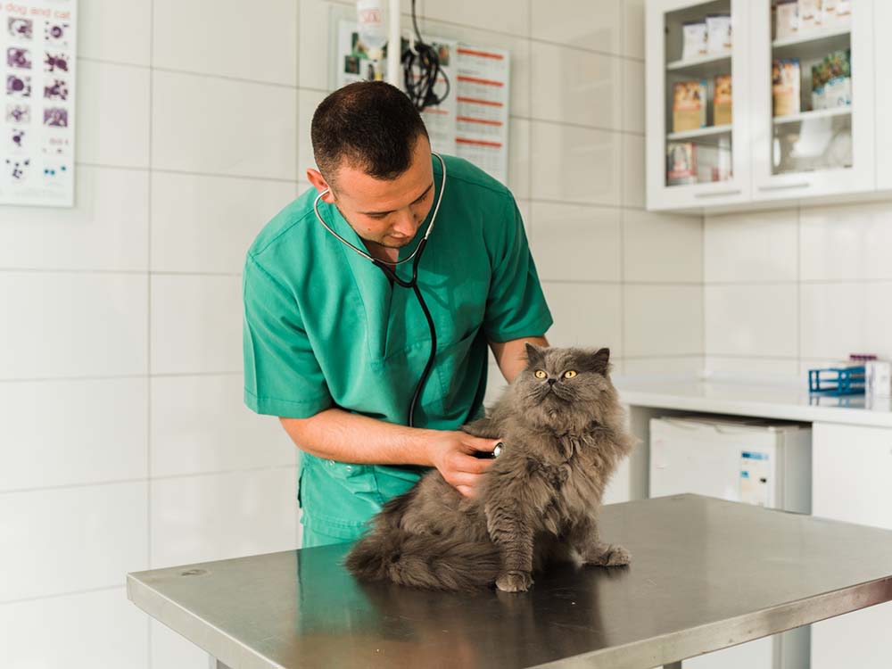 a veterinarian holding a gray fluffy cat