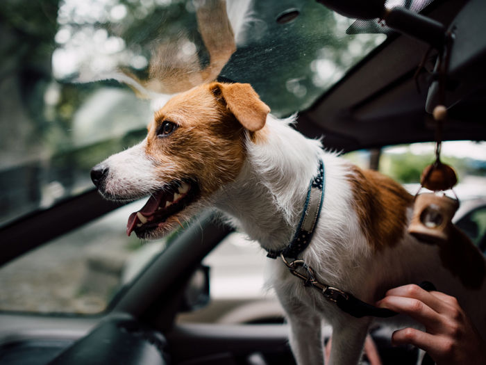A white and tan dog looking through the windshield of a car while standing in the lap of someone driving the car