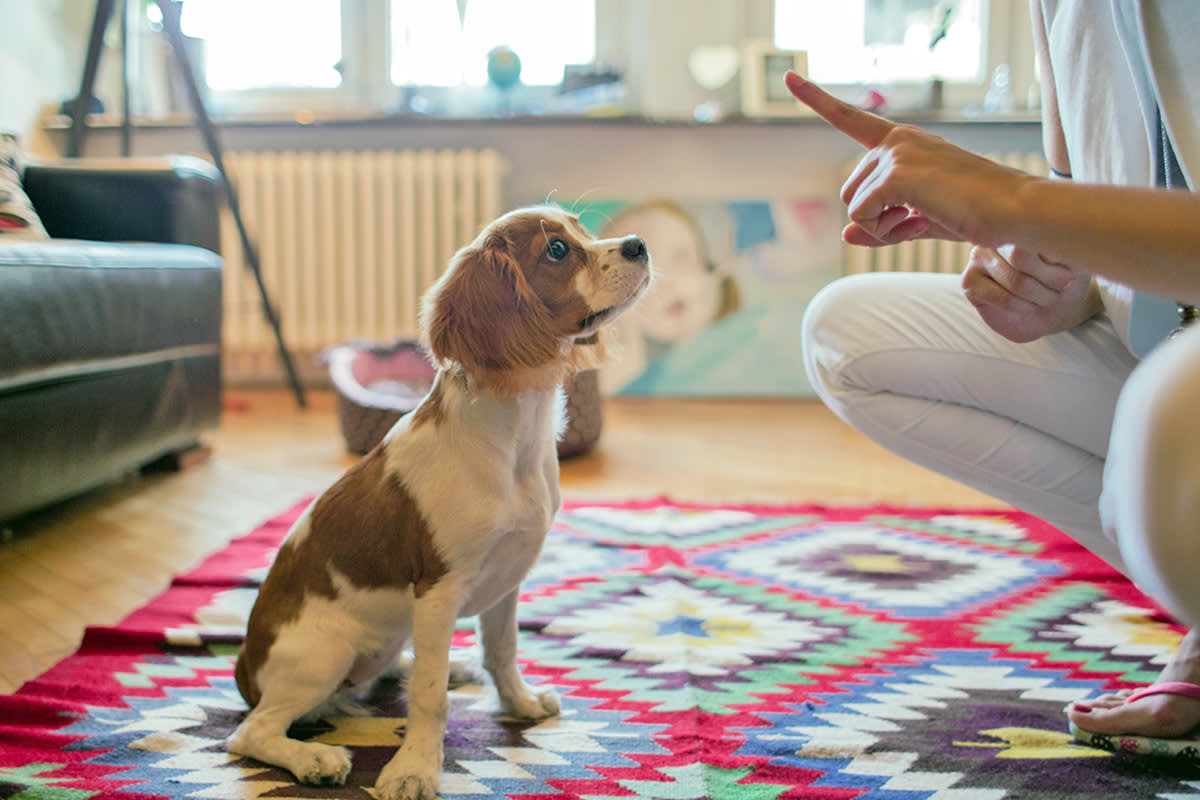 person saying "no" to their dog