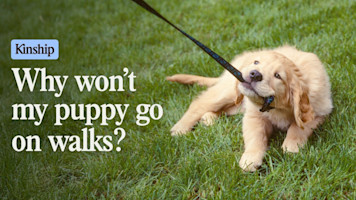 Why Won't My Puppy Walk Outside?