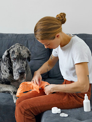 woman dresses a great dane's paw with an orange bandage