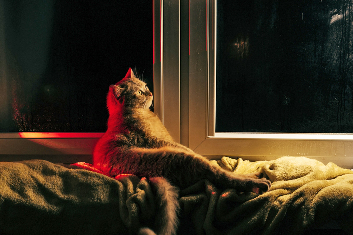 cat looking at the moon