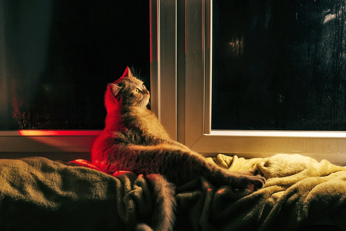 cat looking at the moon