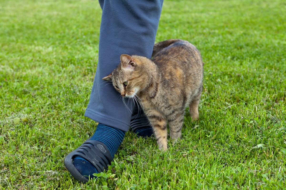 a picture of a tabby cat rubbing against a pair of human legs wearing tracksuit bottoms and sliders. They are on the grass