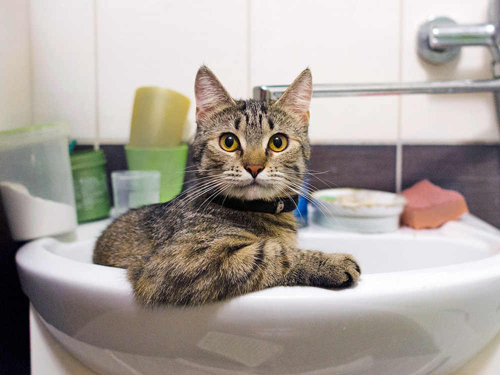 Cute cat laying in the sink in the bathroom.