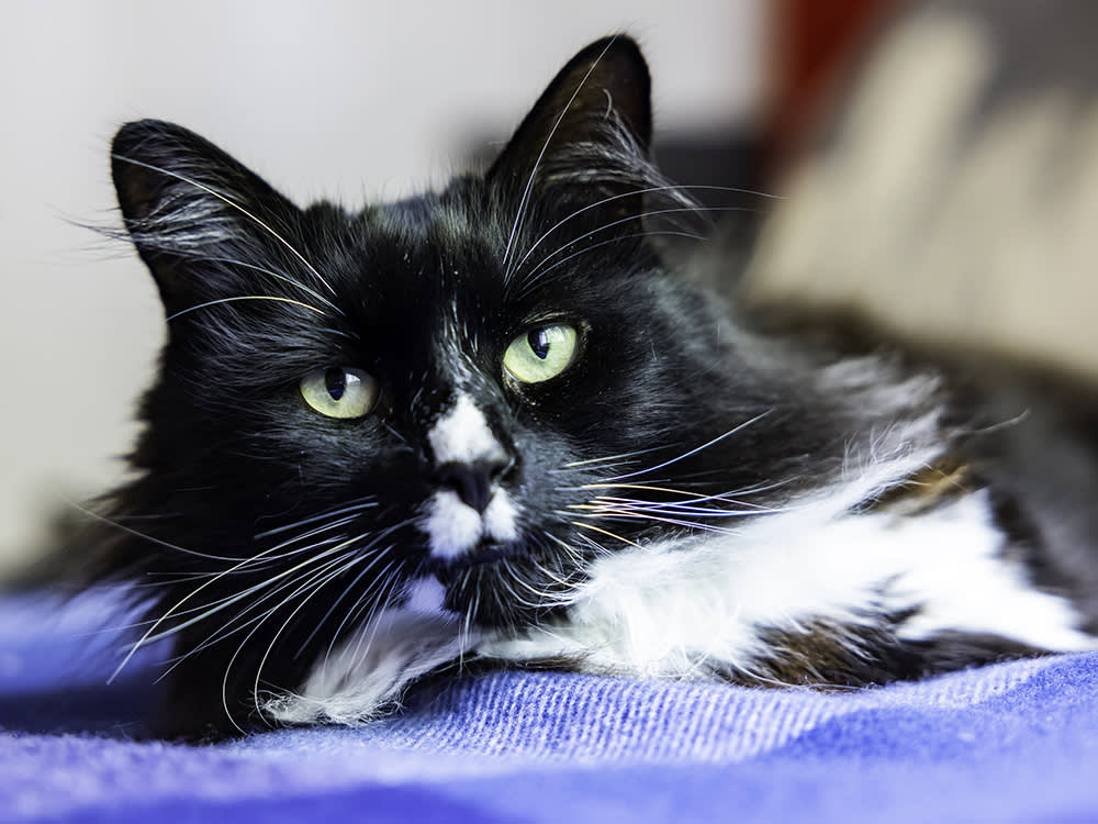 Marley, a black and white rescue cat who won national cat of the year award 2024