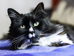 Marley, a black and white rescue cat who won national cat of the year award 2024