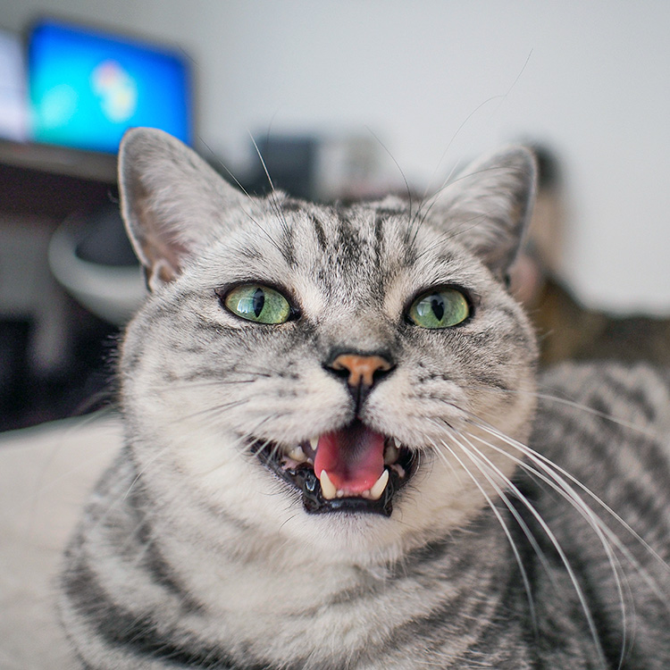 Cat meowing at home.