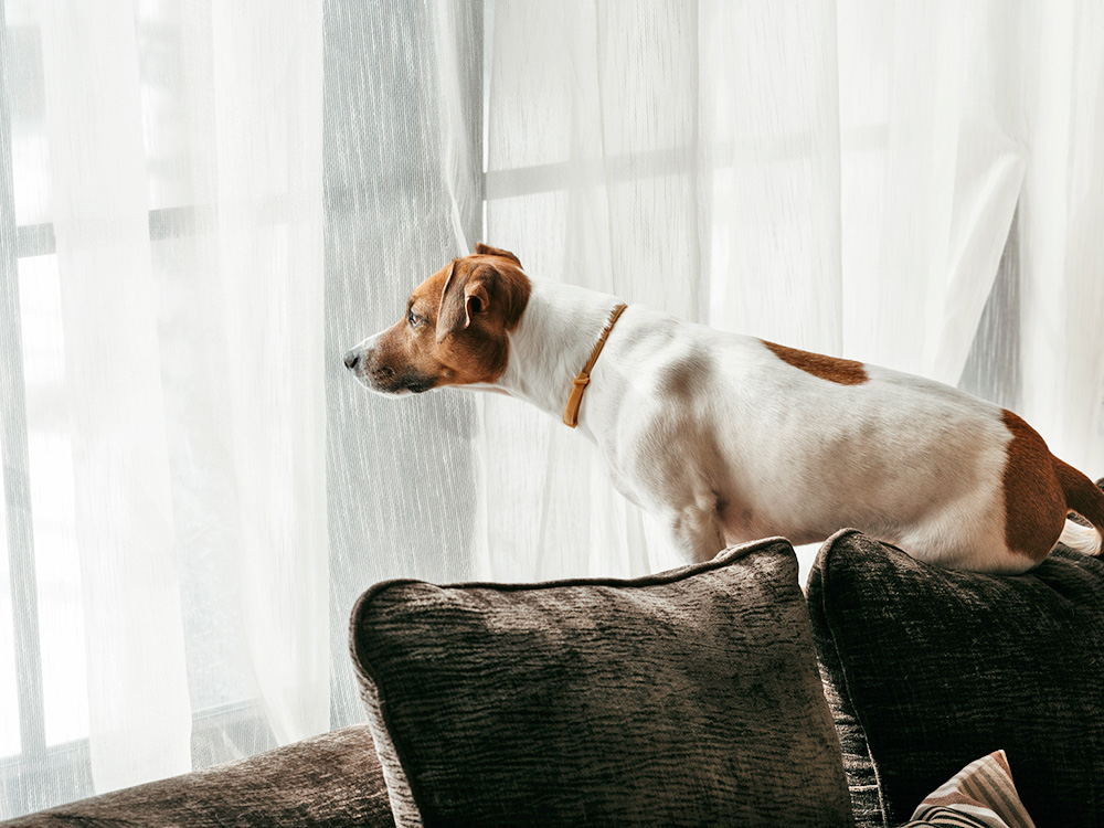 Cute small dog looking out window and missing his parents.