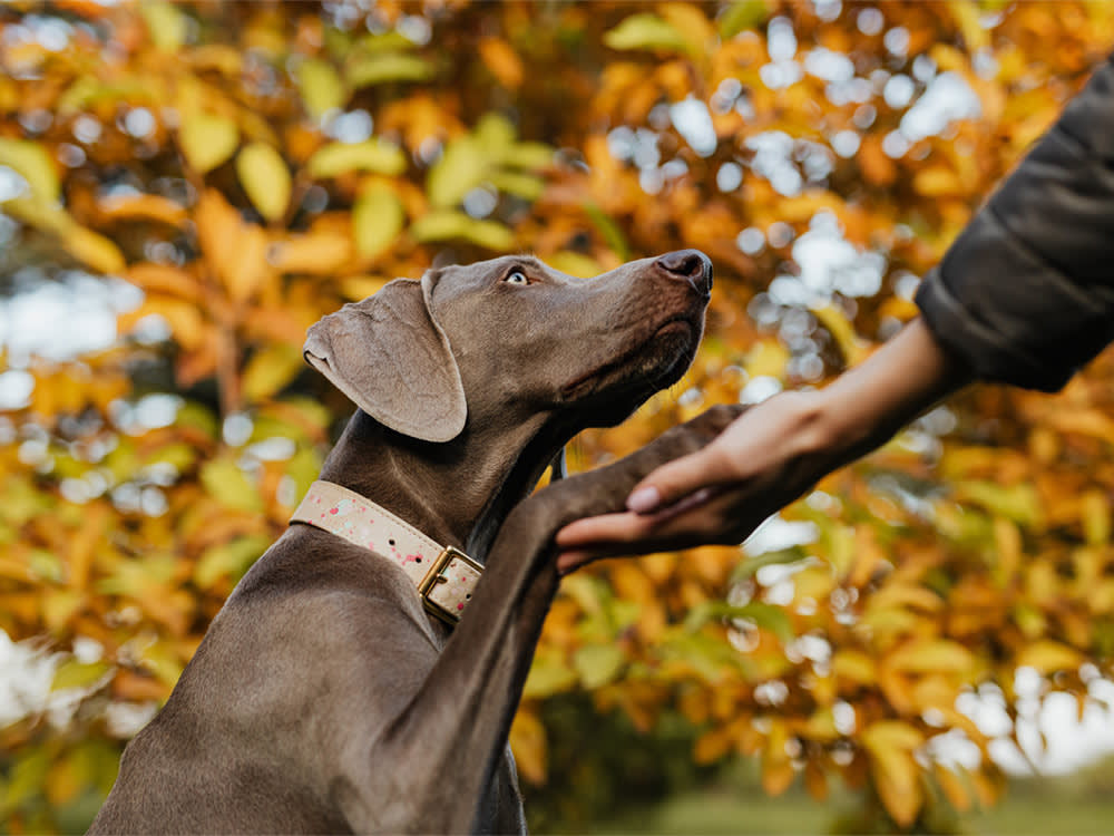 dog looking at a person's hand