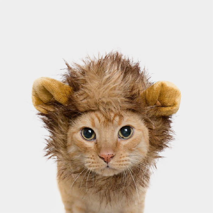 cat wearing lion mane costume