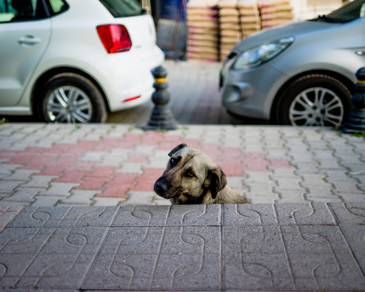 Dog looking back at the camera on the street in turkey