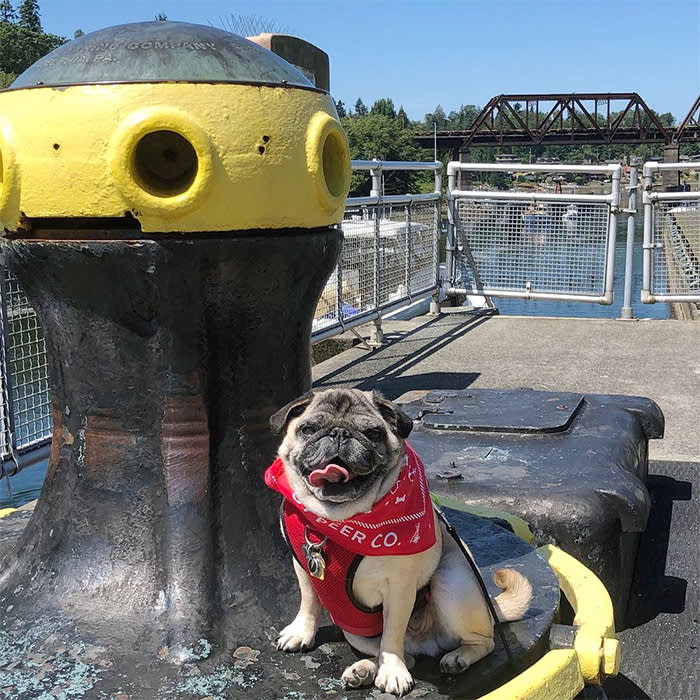 a dog at Ballard Locks