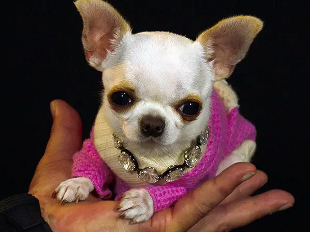 Tiny hot sale the chihuahua