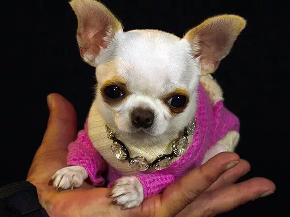 pearl, in a hot pink sweater, poses in an adult hand
