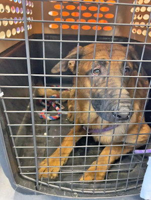 Nearly 50 dogs found ‘hidden in cabinets’ and ‘crammed behind furniture’ in NYC apartment.