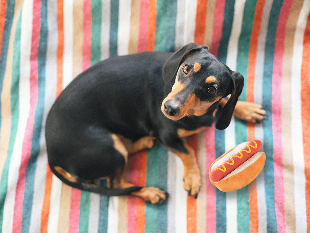 A dog staring at a hot dog toy. 