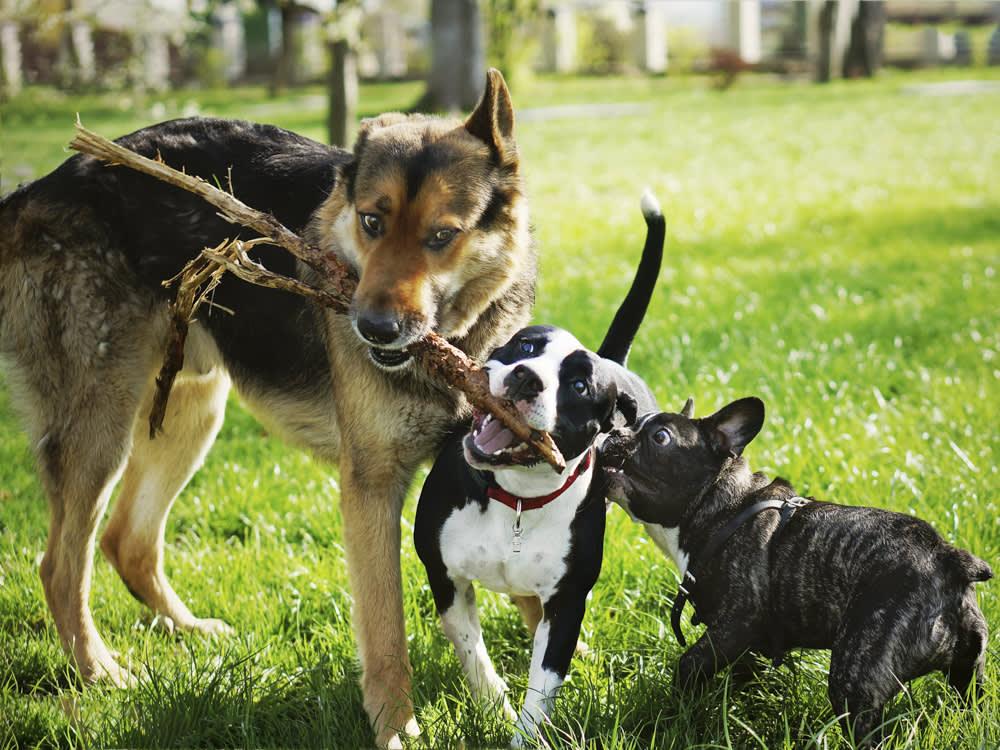 Three dogs biting a stick. 