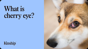 What is Cherry Eye in Dogs?