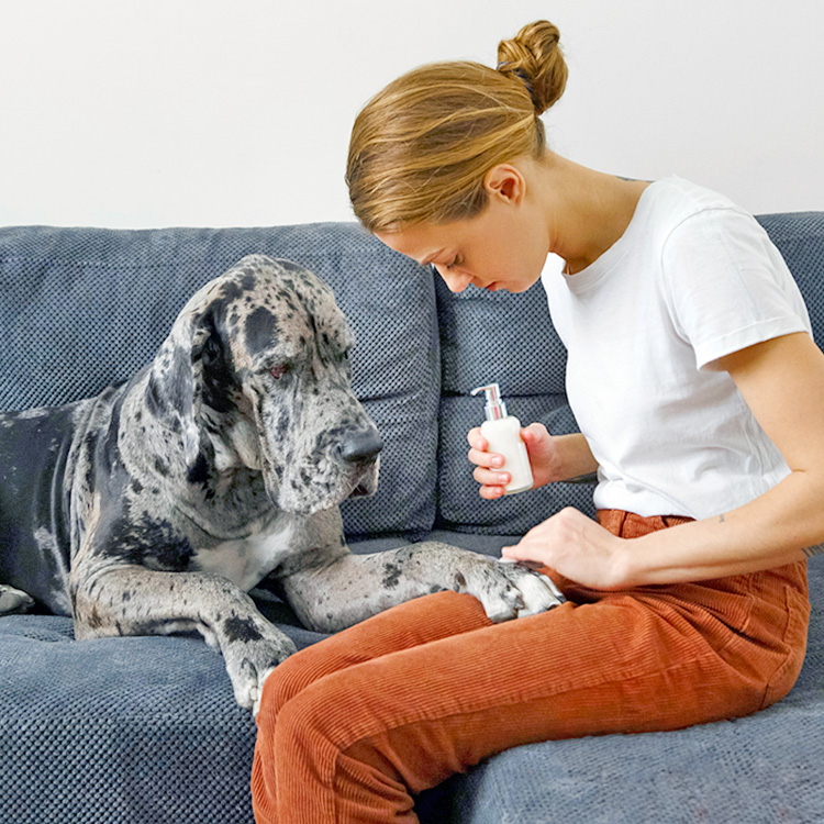 Woman putting coconut oil on her dog at home.