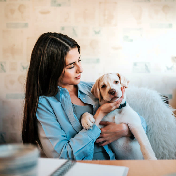 Woman comforting her Labrador puppy at home.
