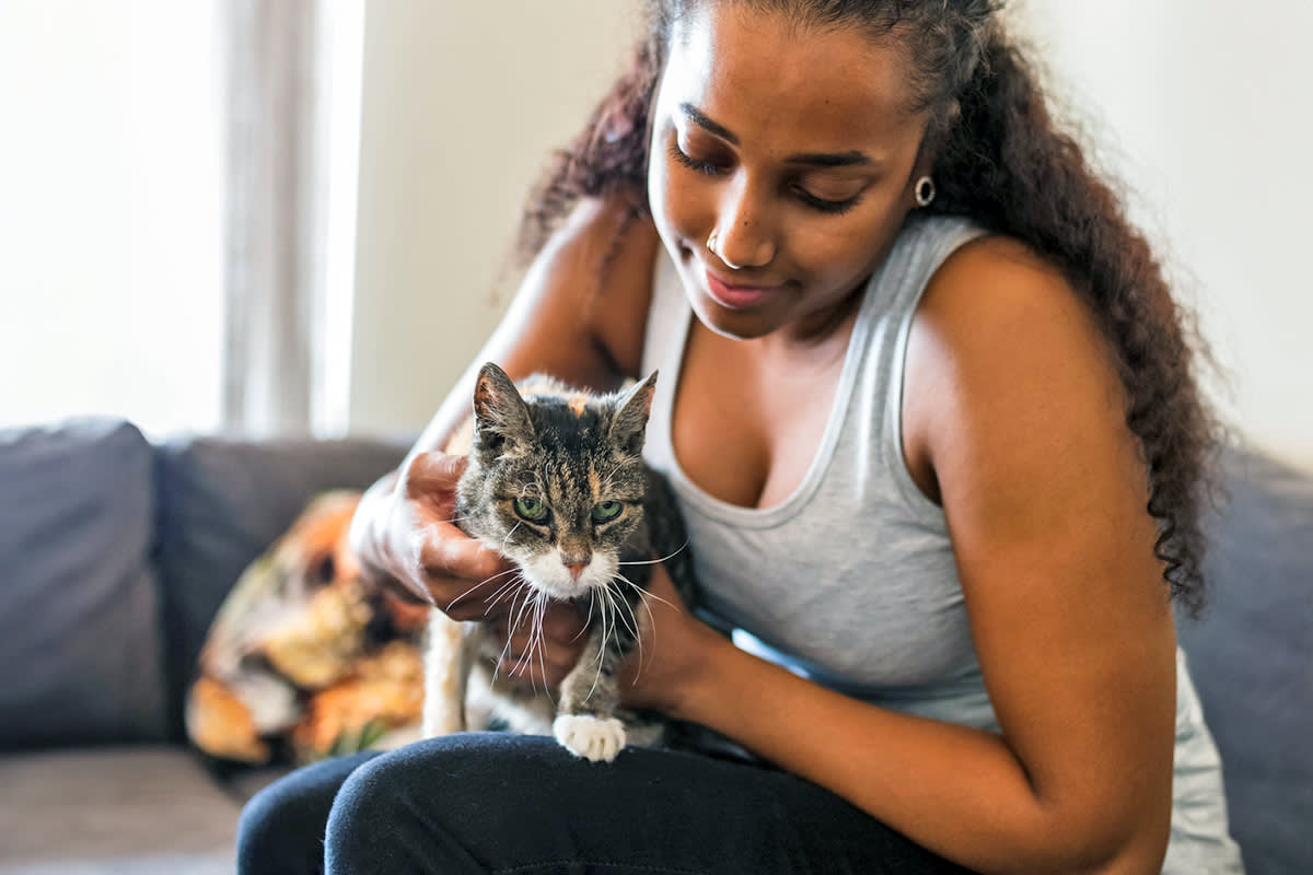 Person petting a cat