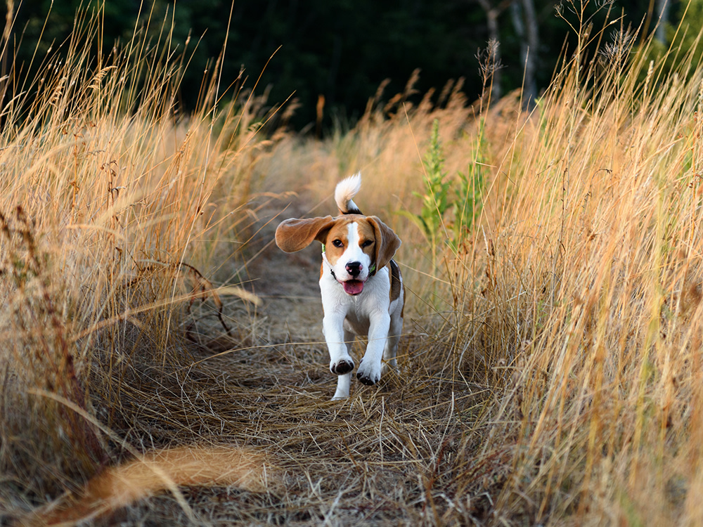 Beagle dog running on grassland