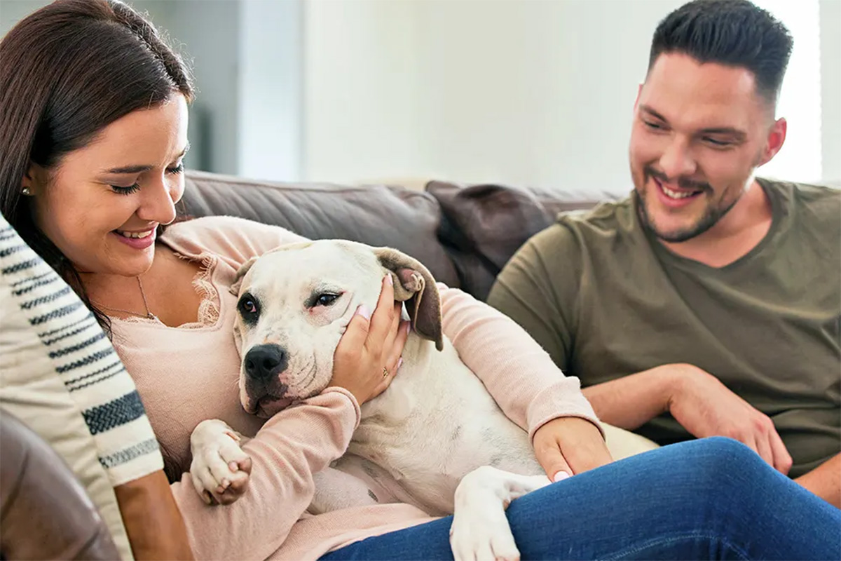 Dog on couch with person