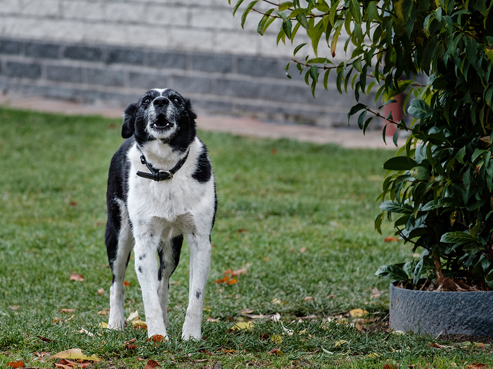 Putting a dog down for 2024 aggressive behavior