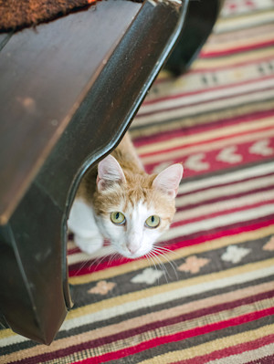 a cat peering out from under a bench