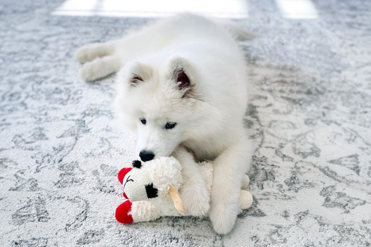 A white dog with a Lambchop toy