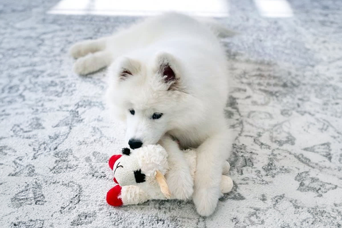 A white dog with a Lambchop toy