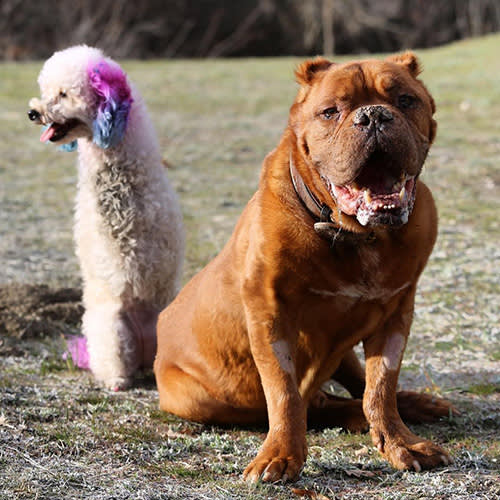 Zach Skow's dog Cora with a brown dog 