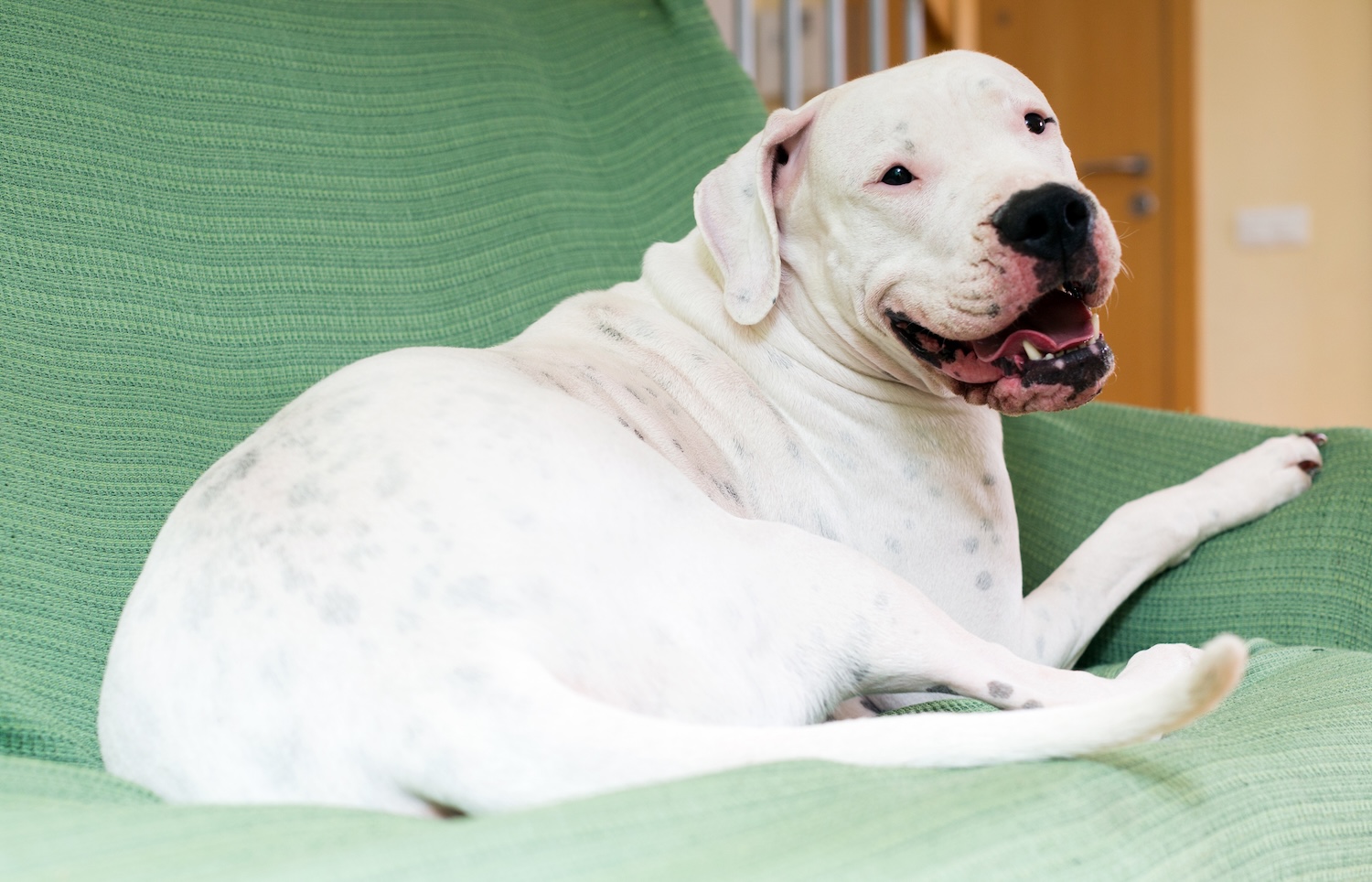 a big white dog that resembles a dojo argentino sits on a couch covered in a green throw