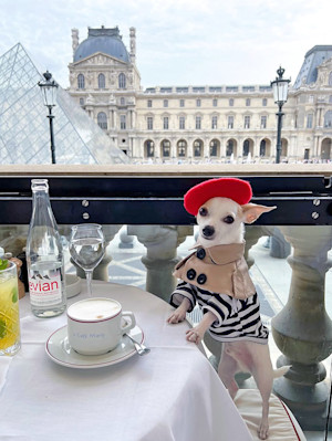 Cute small dog in Paris.