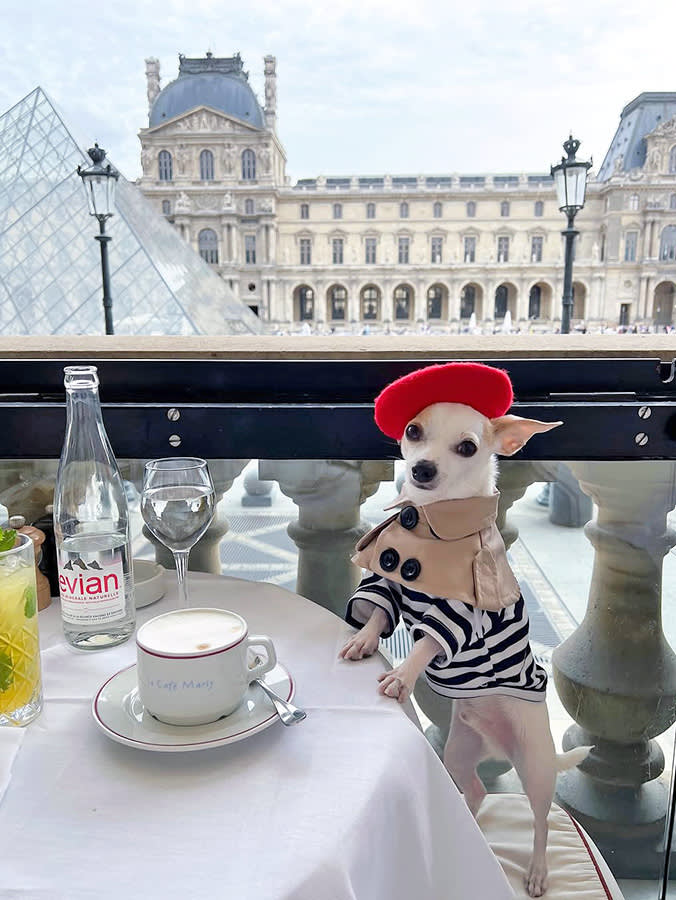 Cute small dog in Paris.