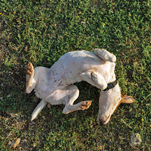 Cute dog rolling around in the grass outside.
