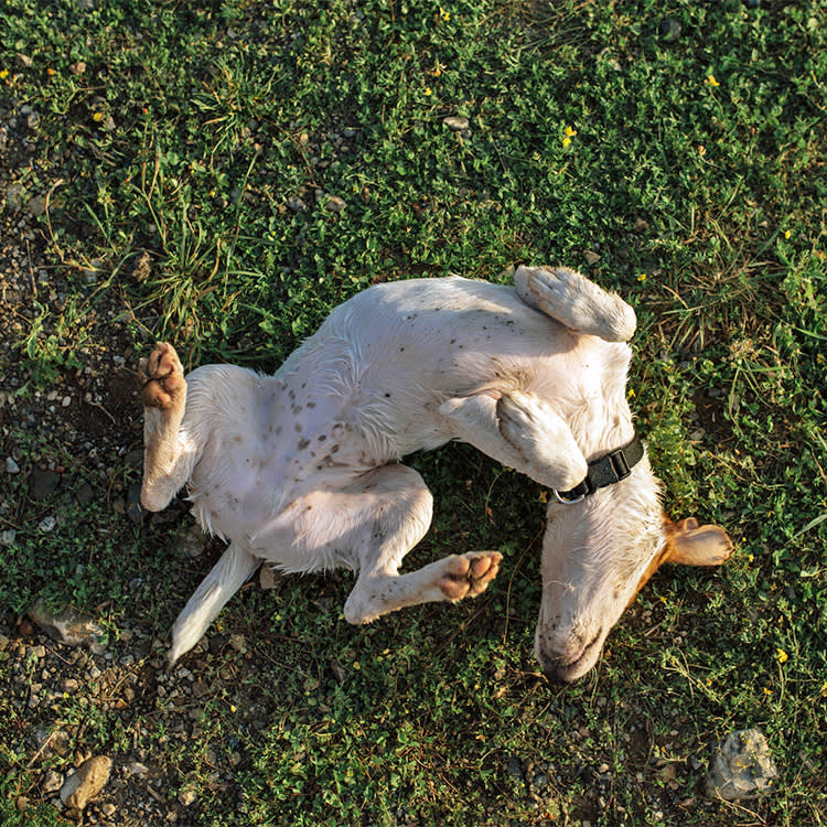Cute dog rolling around in the grass outside.