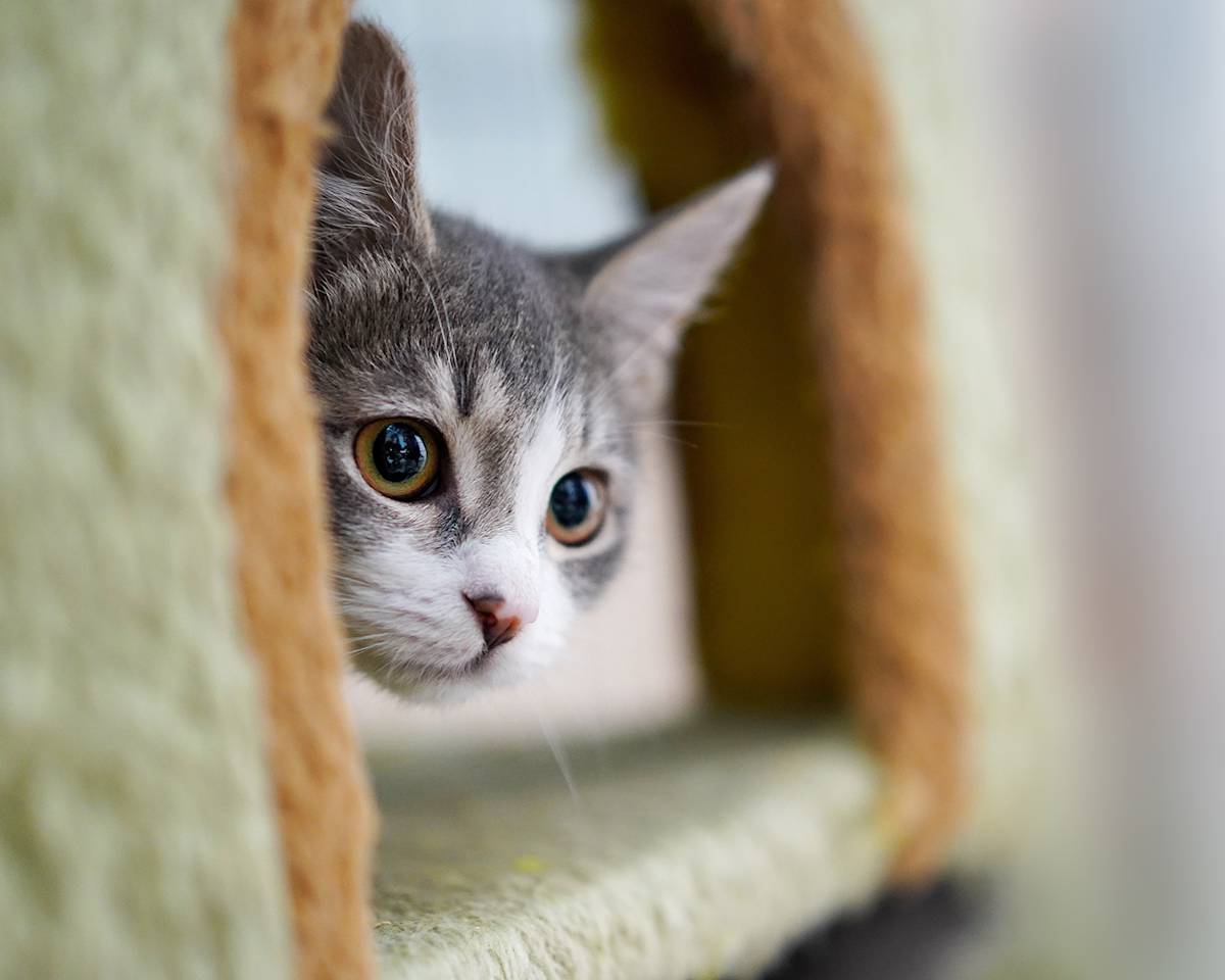 kitten hiding