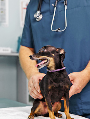a vet's hand hold a small black and tan dog on a bed in the vet office