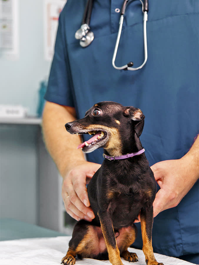 a vet's hand hold a small black and tan dog on a bed in the vet office