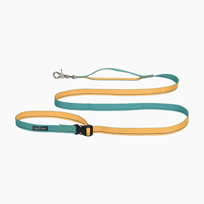 the leash in blue and yellow