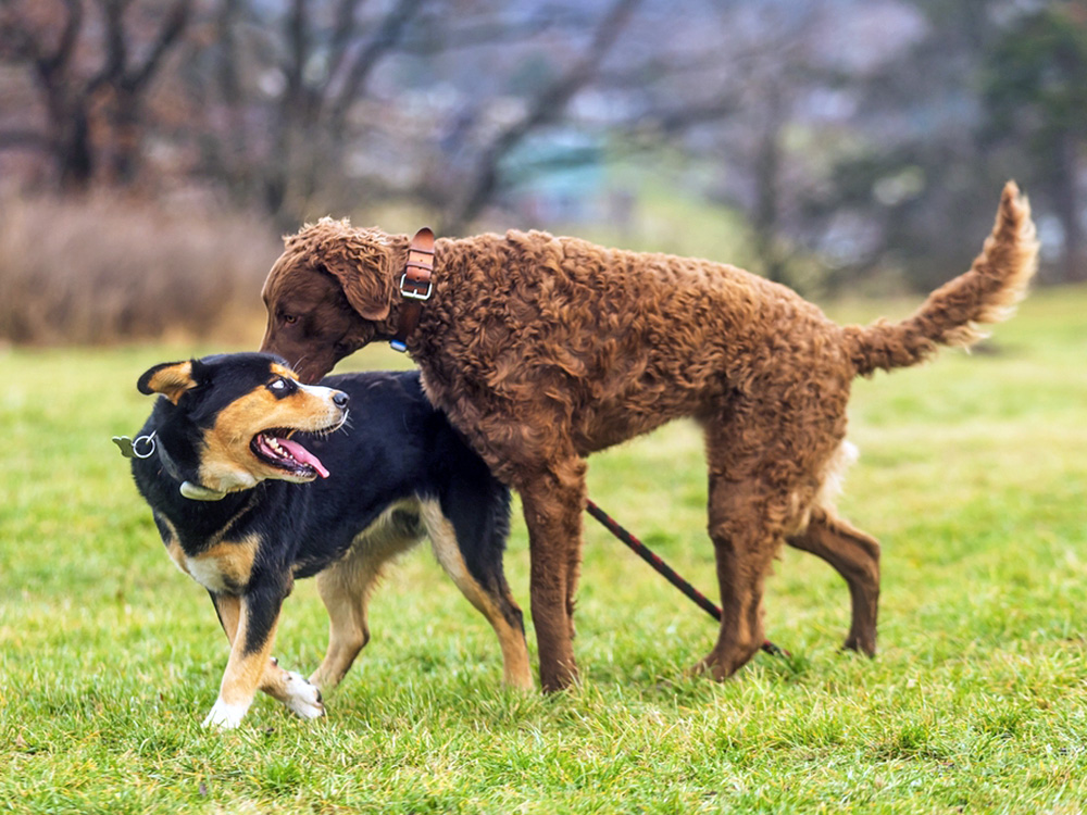 Two dogs playing outside in the grass.